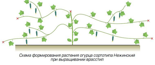 Формировка сортов